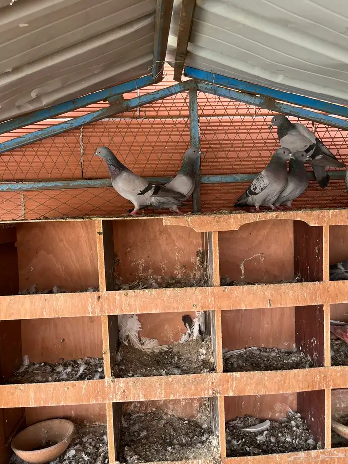 حمام حرمي للبيع 1