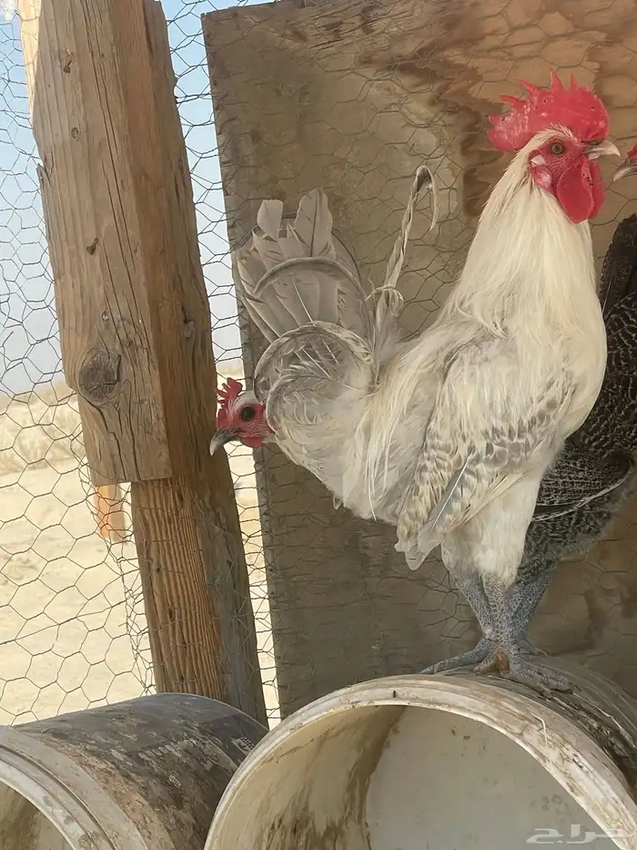 ديك فيومي حار 1