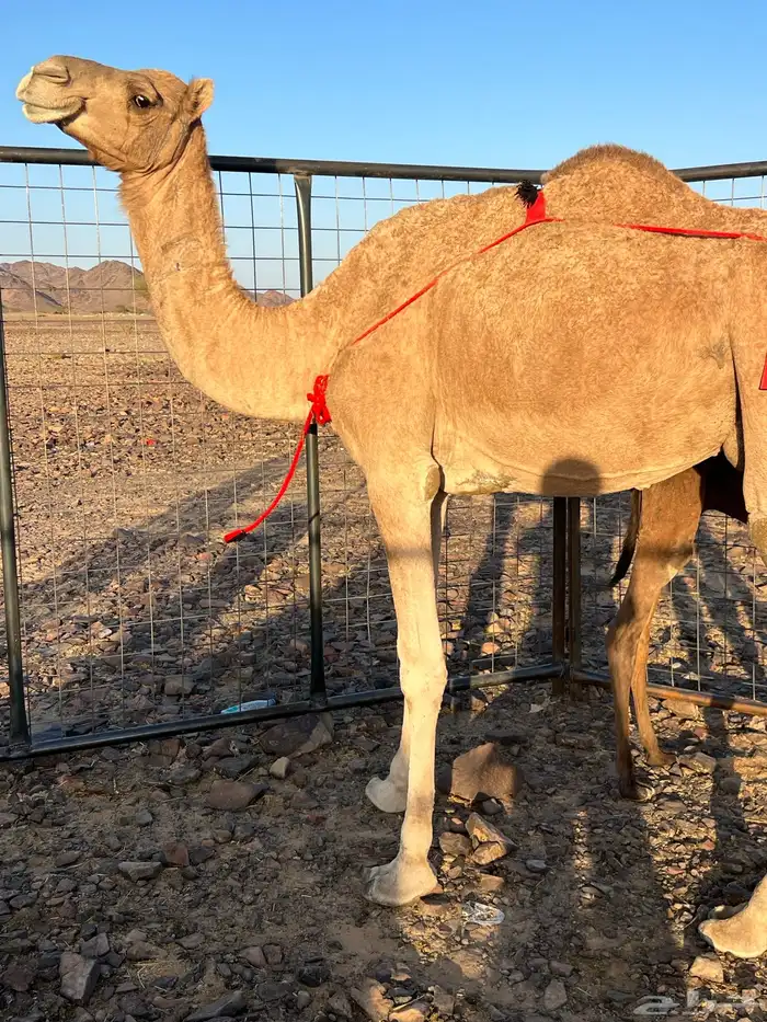 خلفه حمرا ساحليه مجموع ب 8800 يبلاش 5