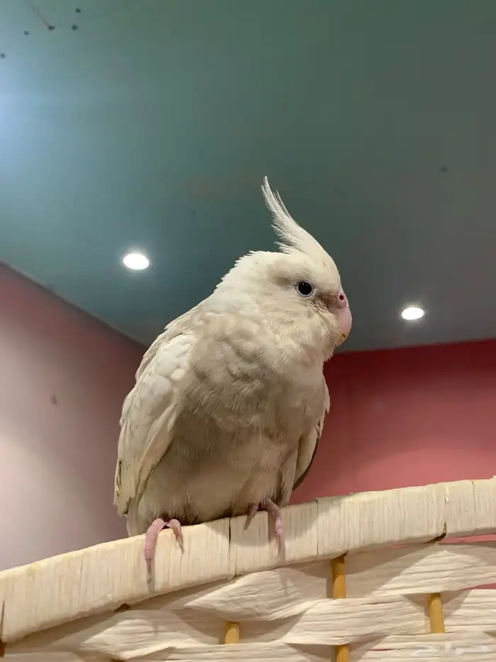 كروان هولندي اليف ( تم البيع ) 1