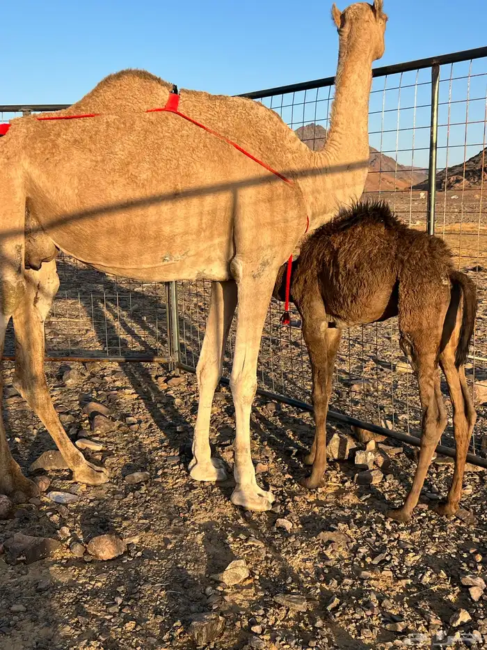 خلفه حمرا ساحليه مجموع ب 8800 يبلاش 2