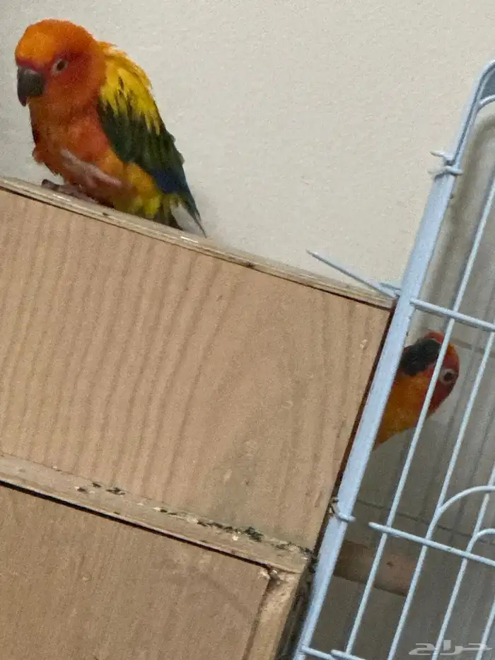 صن كنيور اليف 1