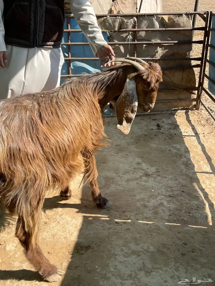 عنز دافع على ولاد 4