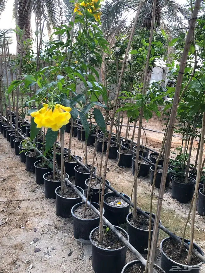 شتلات واشجار خدمة توصيل الرياض والخرج 35