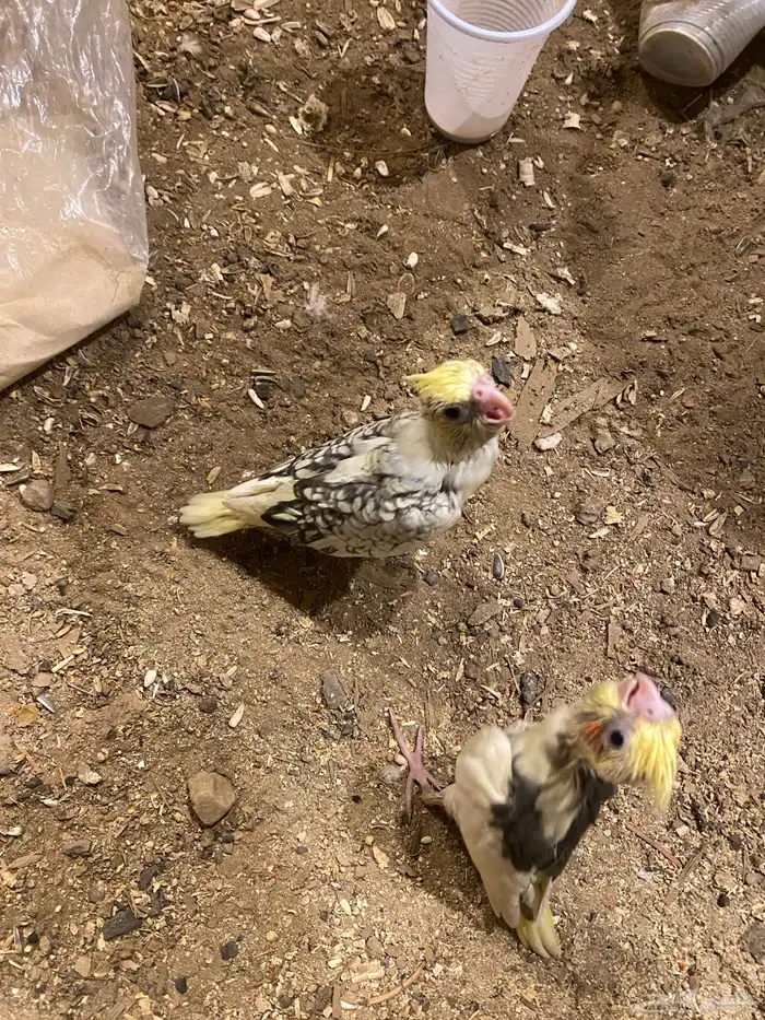 فرخين كروان للبيع تم تم البيع 4