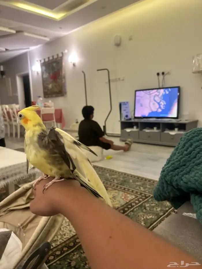 عصفور كروان 0