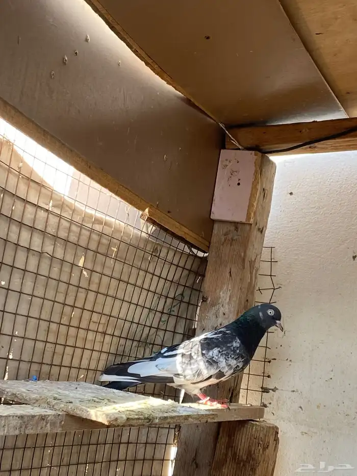 حمام بلدي وباكستاني ولاحم 3