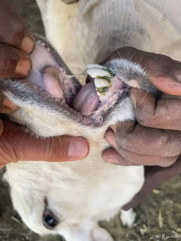 حريات رباعيات 1