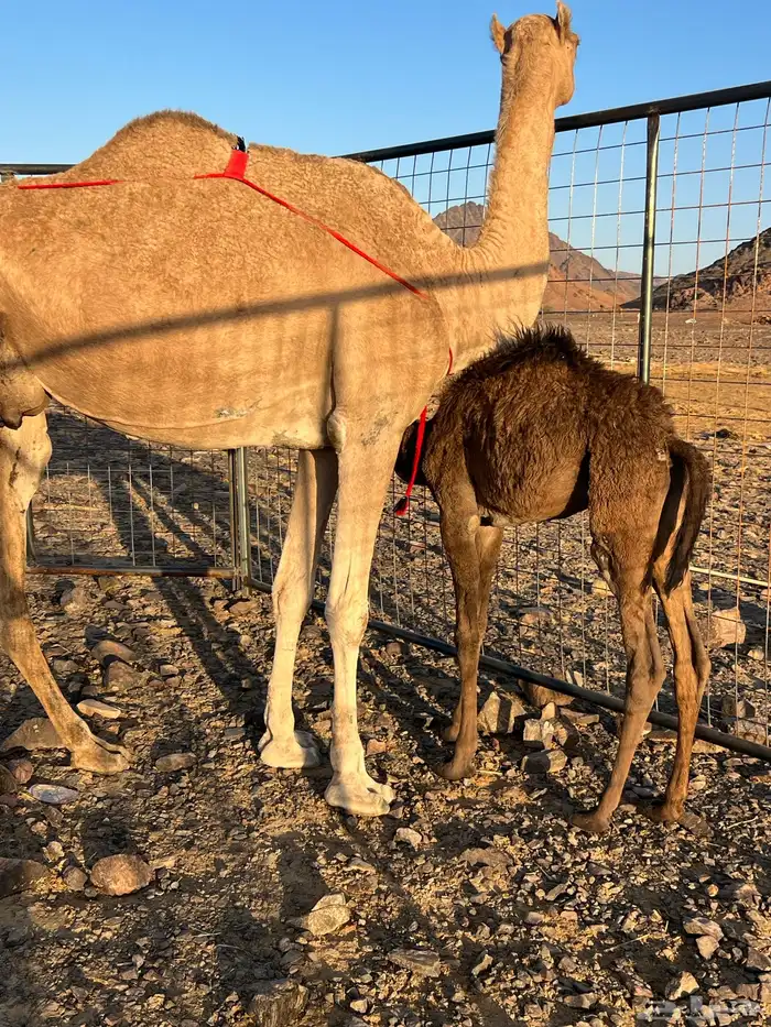 خلفه حمرا ساحليه مجموع ب 8800 يبلاش 1