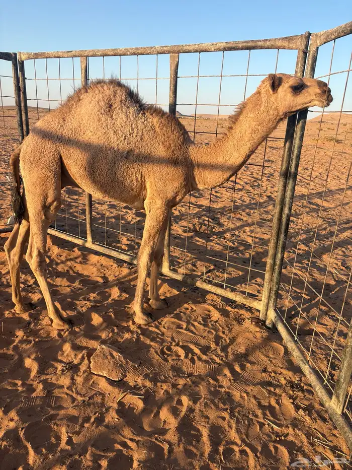 حاشي. طايش 1