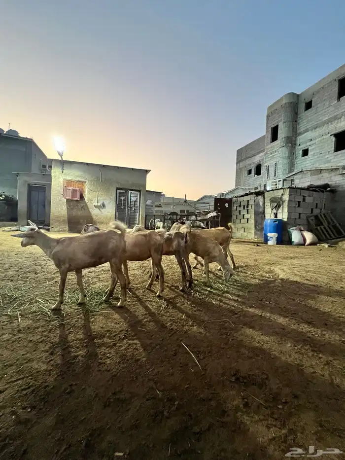 جفرات ومشروع فحل للبيع 0