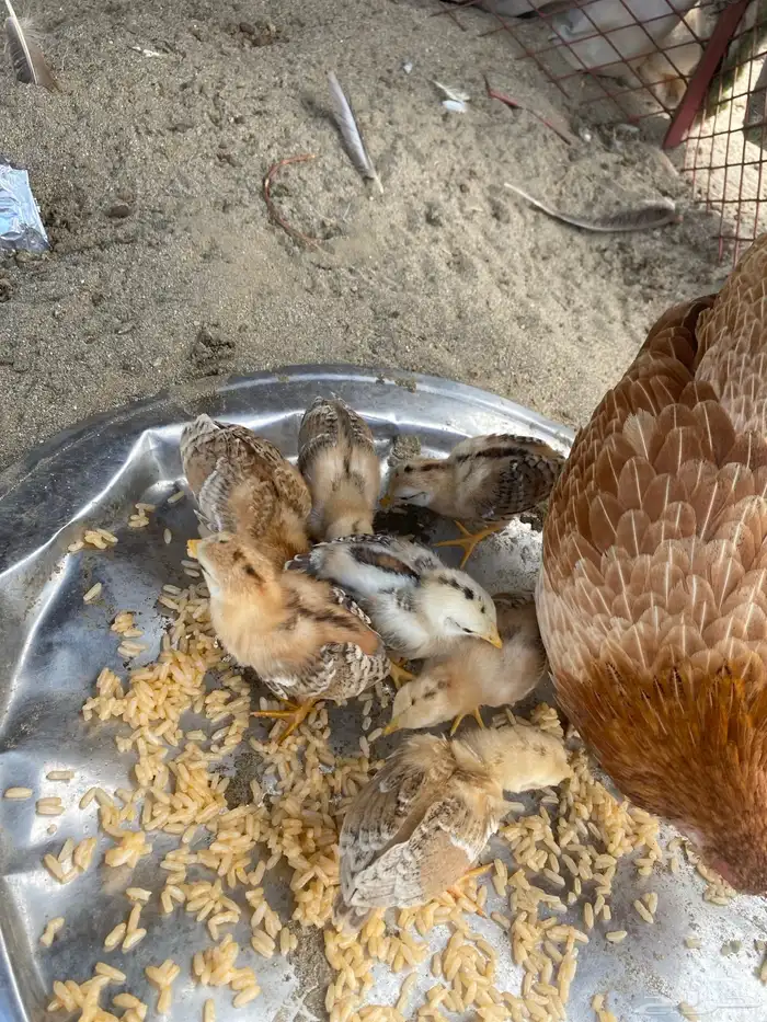 دجاجة بلدي 1