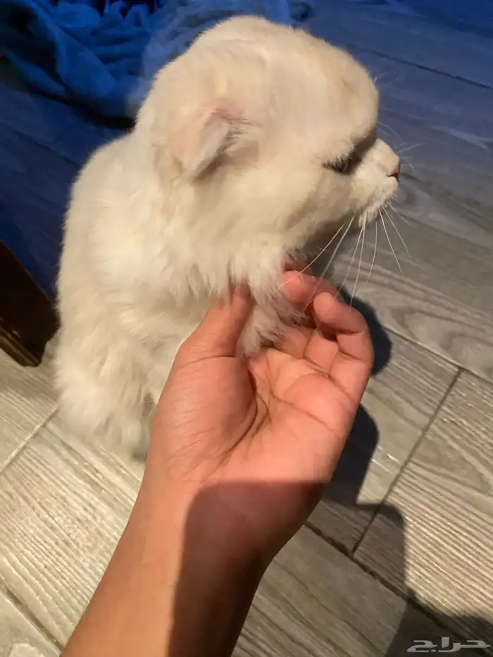 قطة للتبني 3