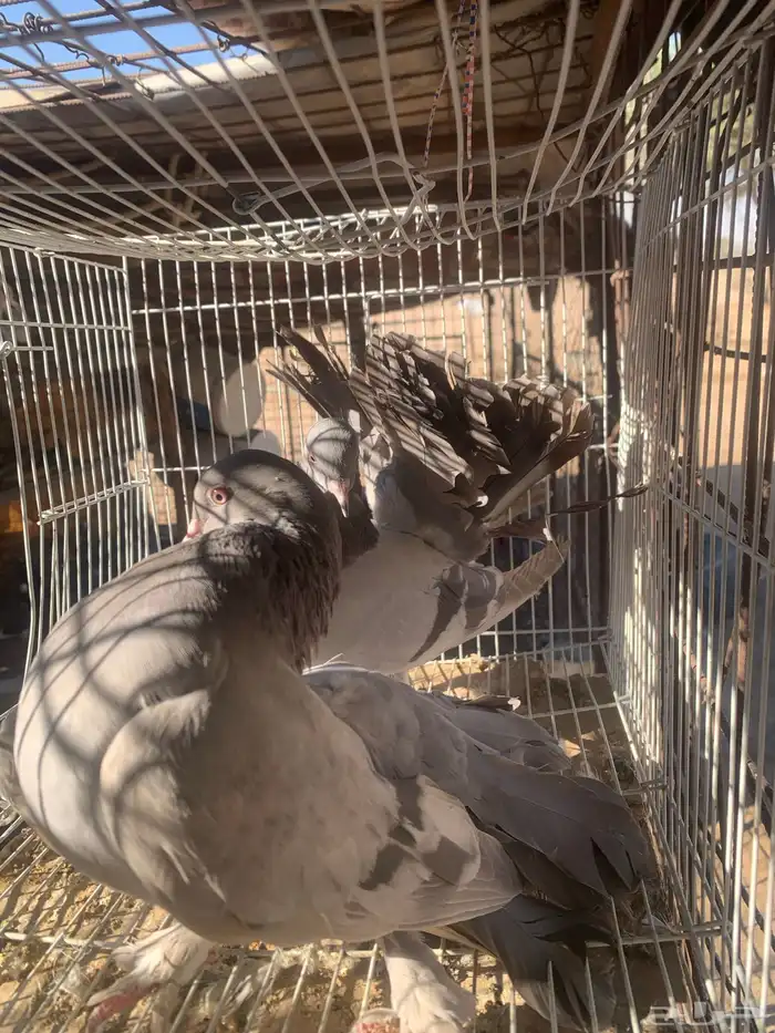 البيع حمام رقصي وفيه نفاخ وحد وفيه جوز بلجيك اصلي كله 13