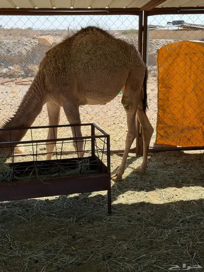 للبيع بكره 0