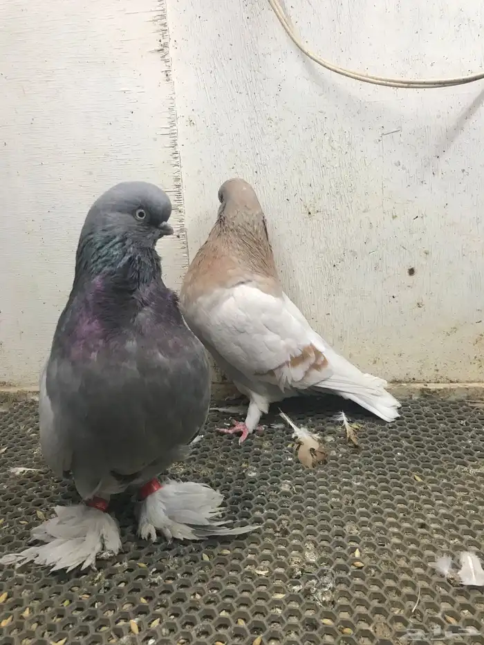 لونق طيور حمام 0