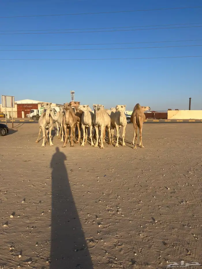 انياق القحات العدد 15 للبيع 2