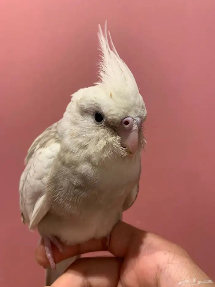 كروان هولندي اليف ( تم البيع ) 3