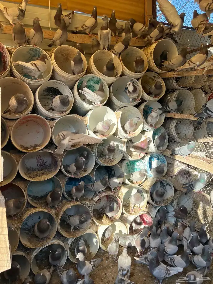 400 زوج حمام فرنسي ابيض وسلفر الموقع الخرج 5