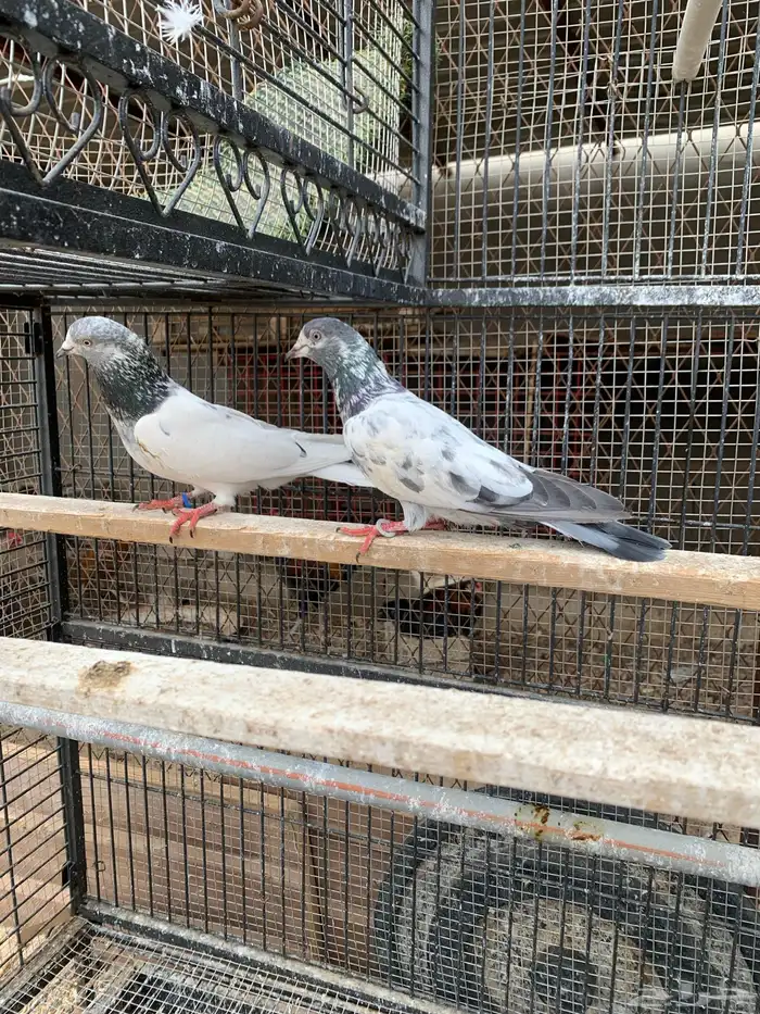 حمام باكستاني مع بيض من الأساسيات 8