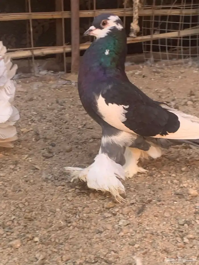 البيع ذكر نفاخ 3