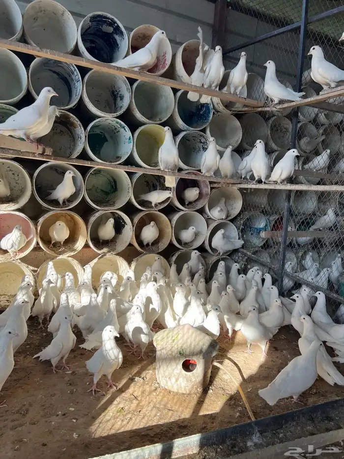 400 زوج حمام فرنسي ابيض وسلفر الموقع الخرج 2