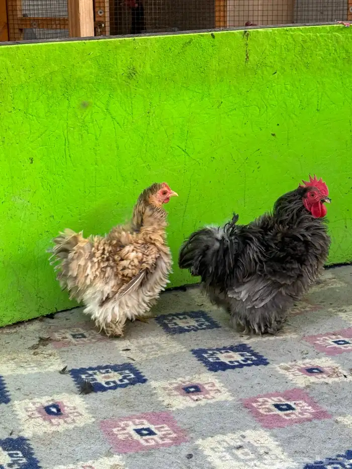 للبيع ديك ودجاجه كوشن فرزل 0