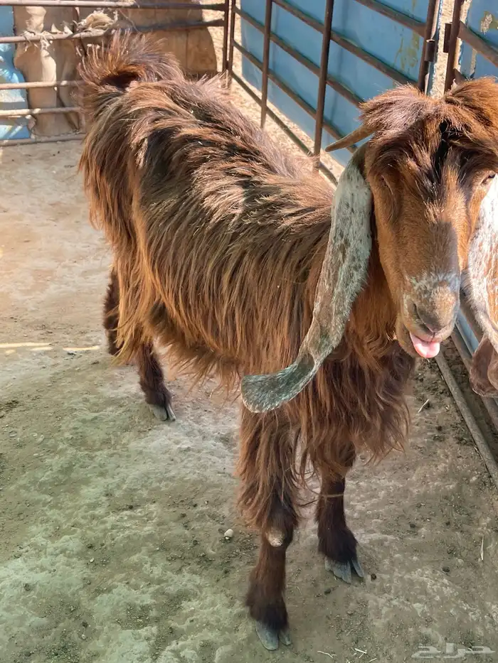 عنز دافع على ولاد 5