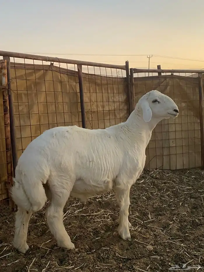 طلي حري رقم 1 0