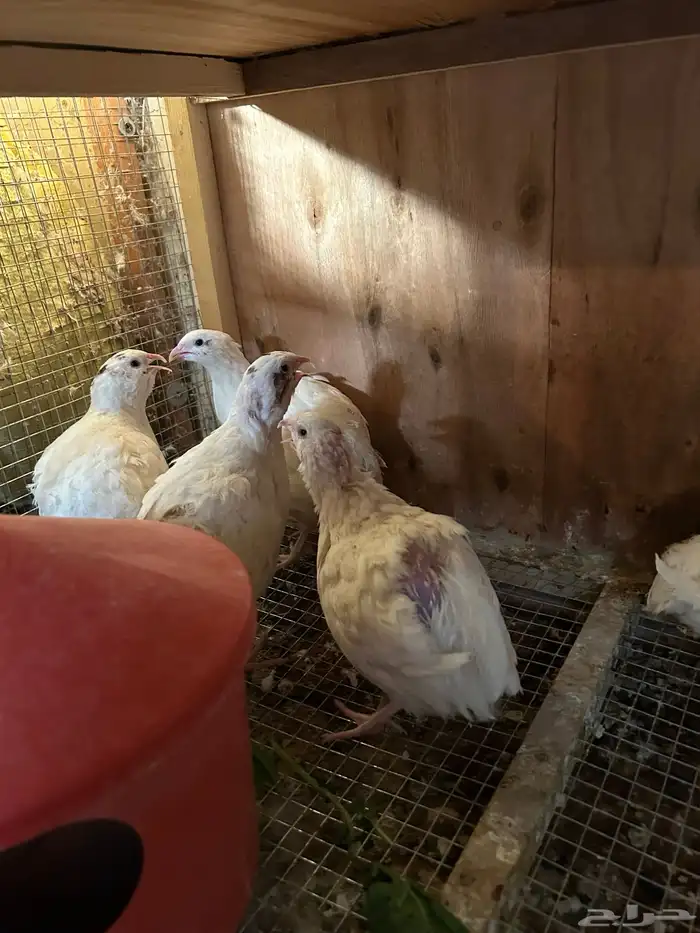 بيض سمان تكساس. تم البيع تم البيع 6