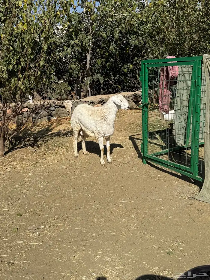 مشروع فحل حري فاخر 6