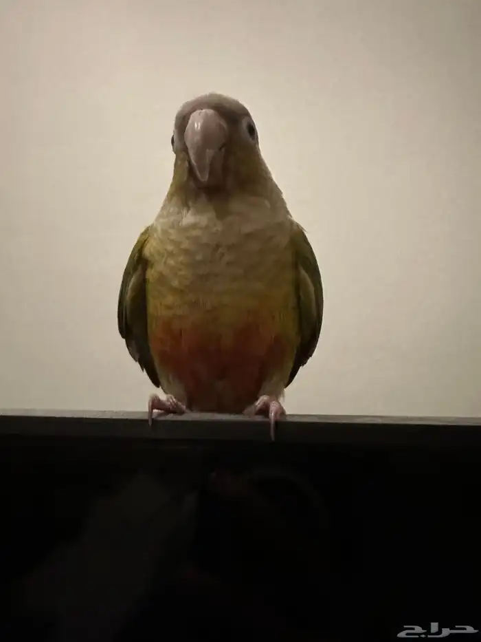 كنيور أليف 3