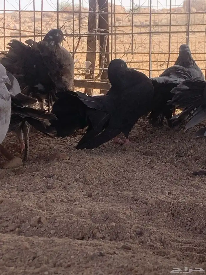 البيع حمام رقصي وفيه نفاخ وحد وفيه جوز بلجيك اصلي كله 2