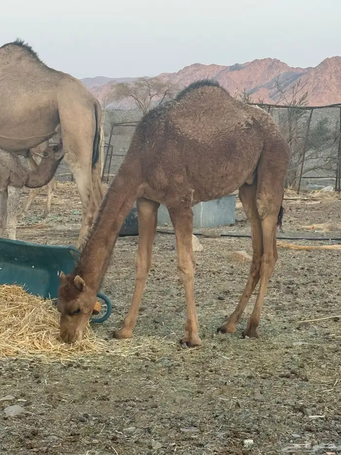 حاشي مفرود للبيع 0