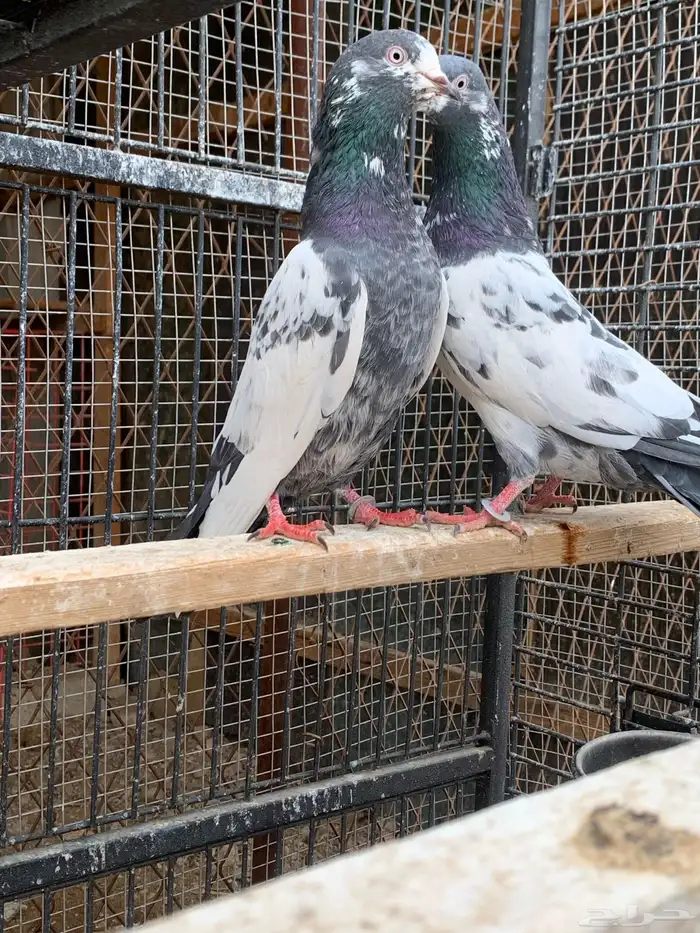 حمام باكستاني مع بيض من الأساسيات 0