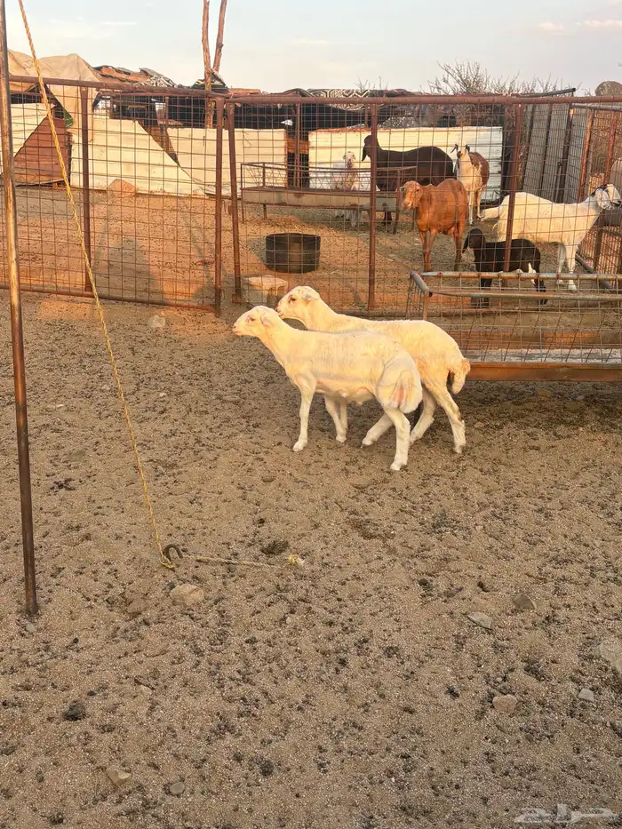 طليان مهجنه تم البيع 6