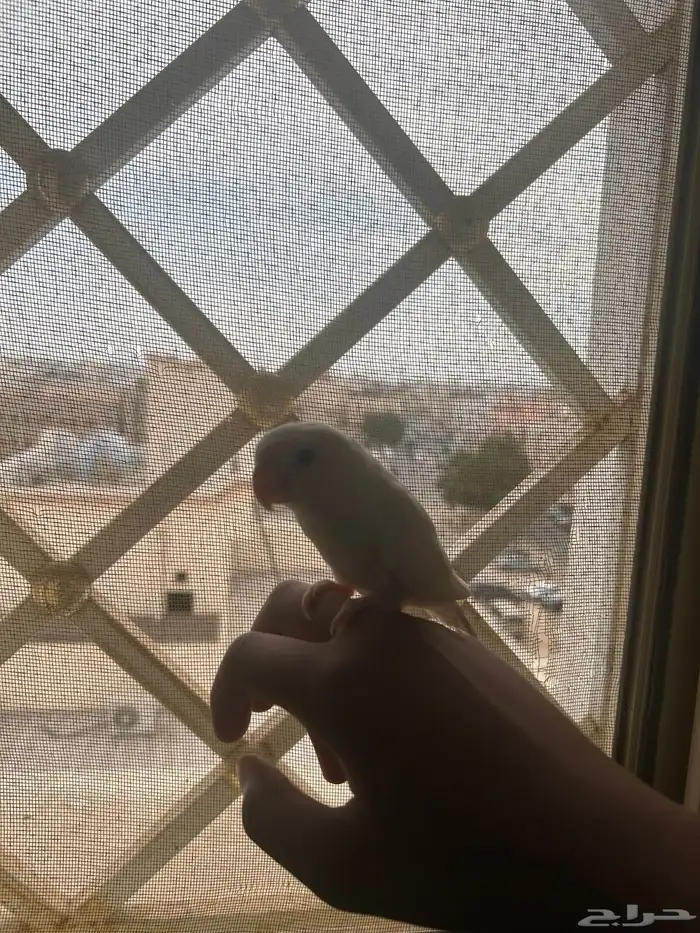 روز بينو هدد 1