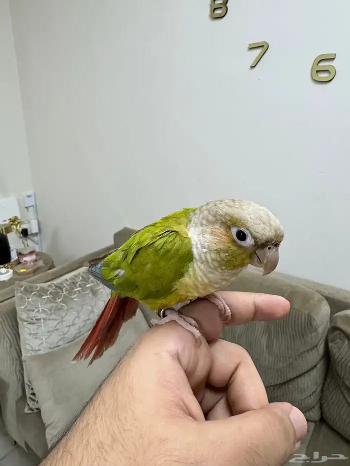 كنيور اناناس ( تم البيع ) 4