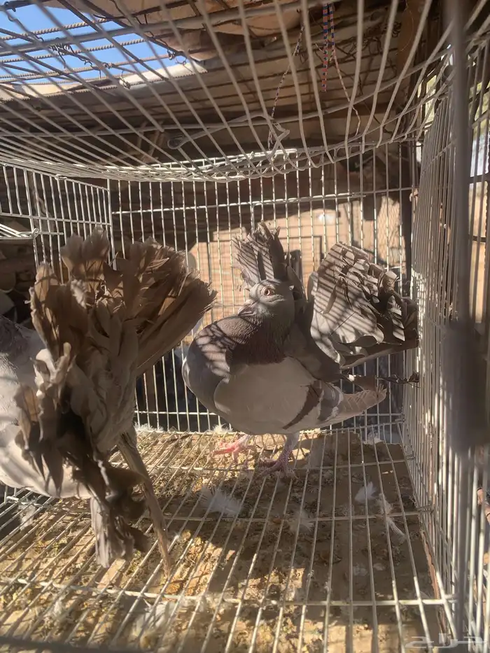 البيع حمام رقصي وفيه نفاخ وحد وفيه جوز بلجيك اصلي كله 12