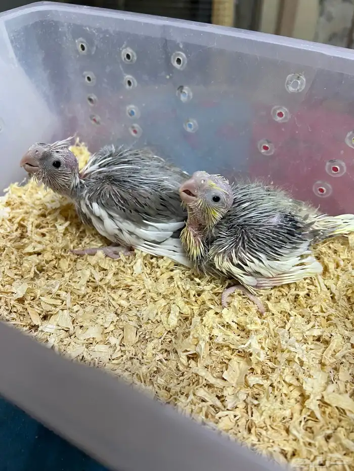 فروخ كوكتيل كروان 0