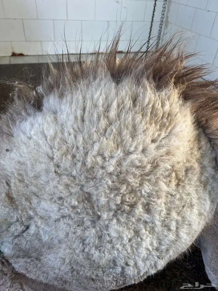 حوار لباني مسحوب من أمه ع الحليب والحم مشروط وتحدي 0