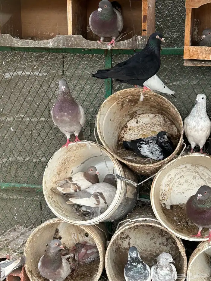 حمام فرنسي و باكستاني منتج 5