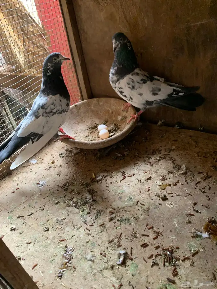 حمام باكستاني مع بيض من الأساسيات 5