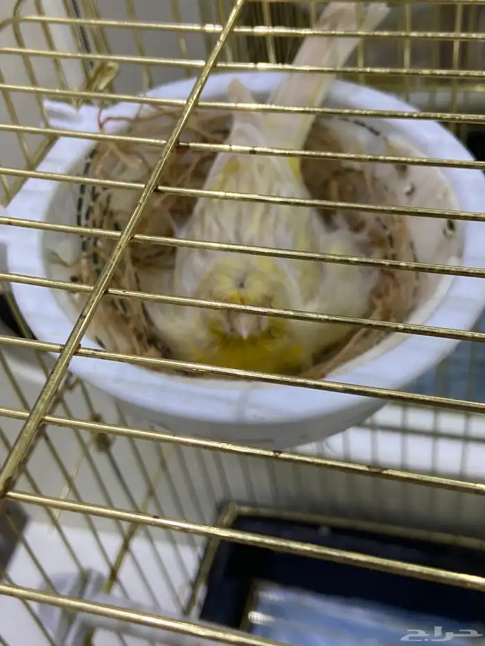 انثي كناري 1