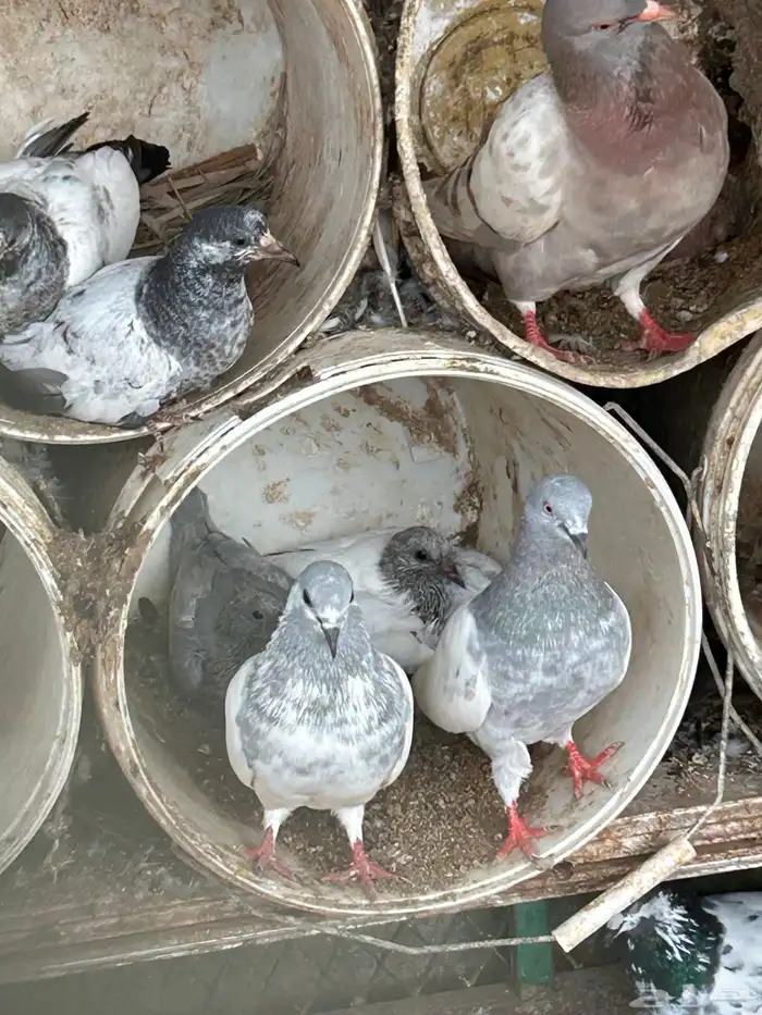 حمام فرنسي و باكستاني منتج 6