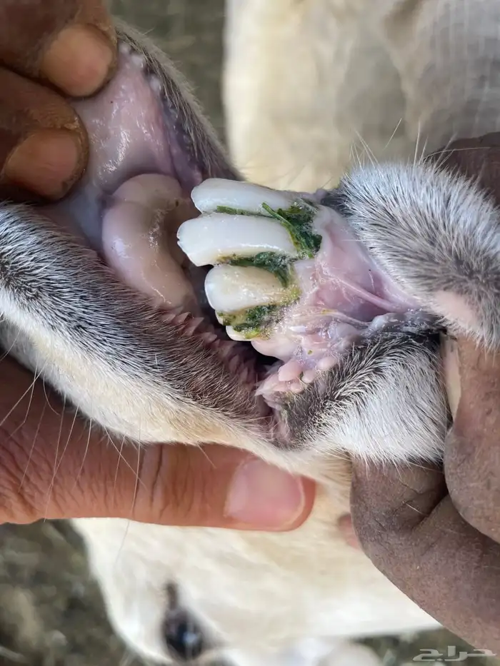 حريات رباعيات 2