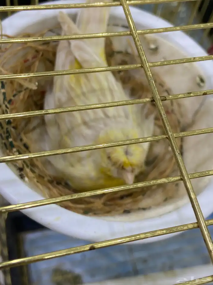 انثي كناري 4