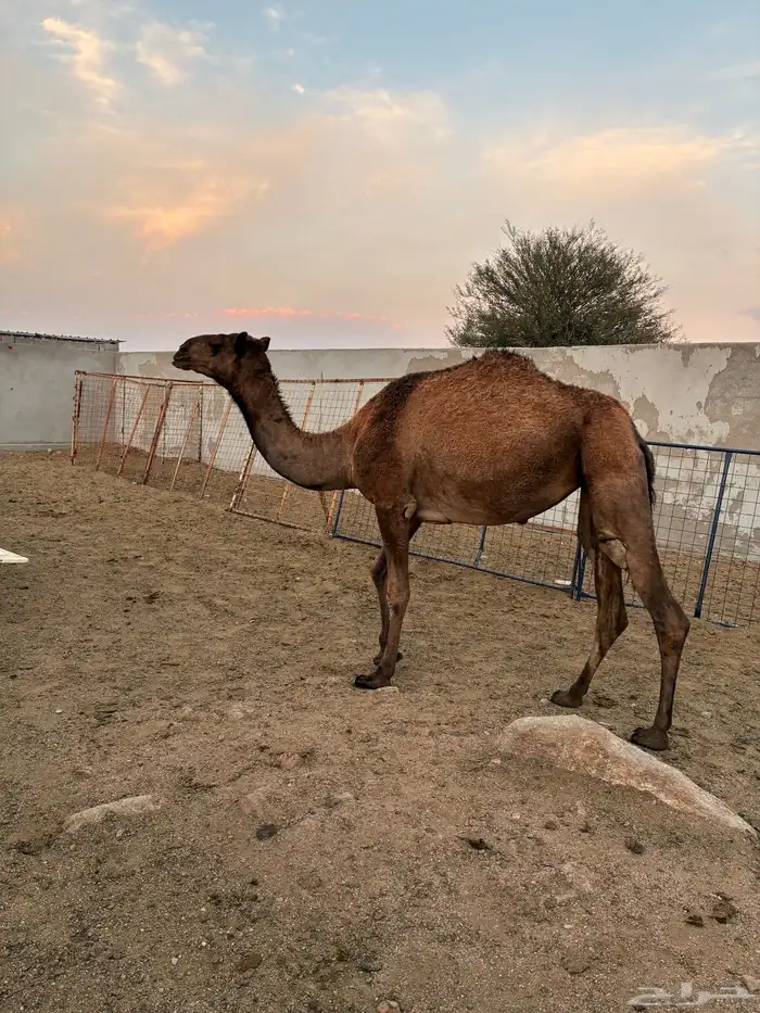 نياق للبيع 3