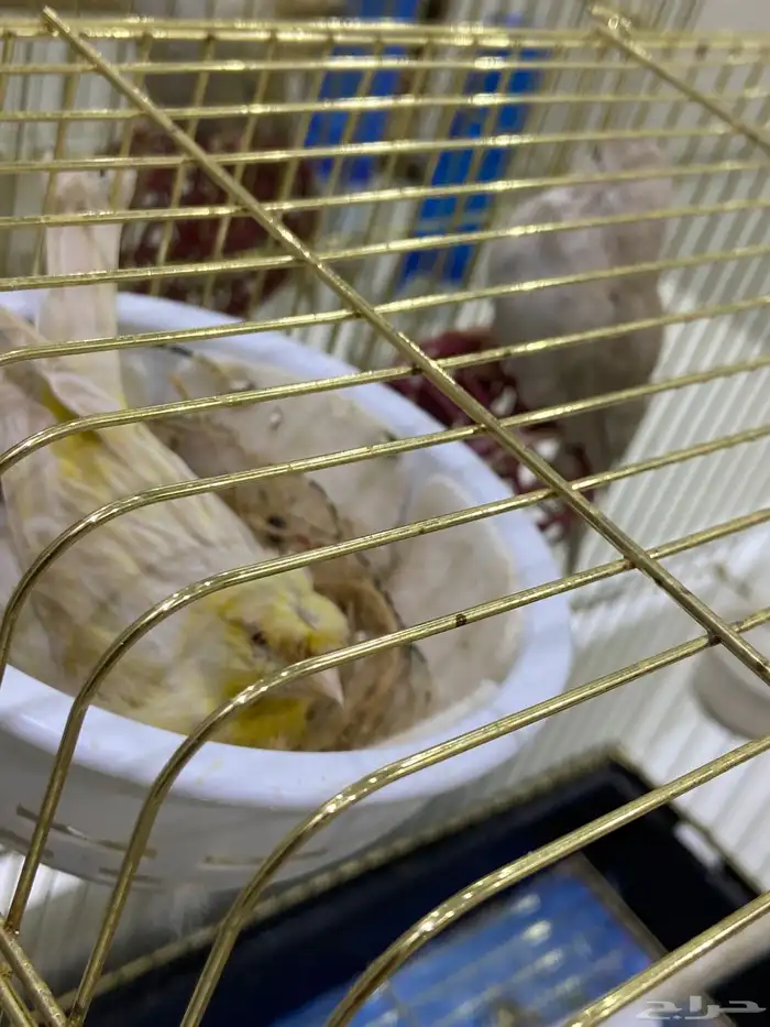 انثي كناري 6