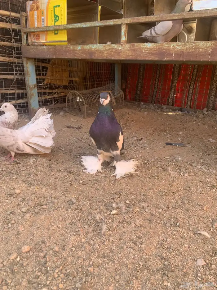 البيع حمام رقصي وفيه نفاخ وحد وفيه جوز بلجيك اصلي كله 15